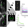 SynActJ workflow