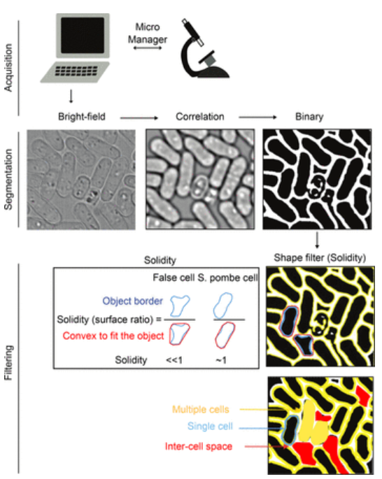 maars workflow from publication