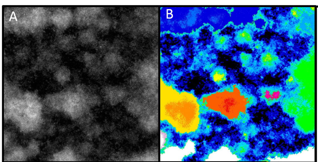 Segmentation results based on Biofilm connectivity map projection