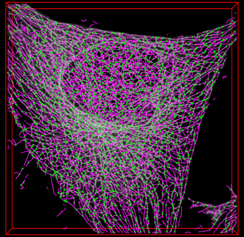 snapshot microtubules soax