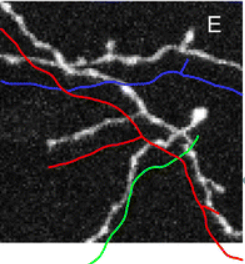 Example of output from Neural Circuit Tracer