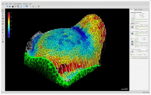 MorphoGraphX user interface