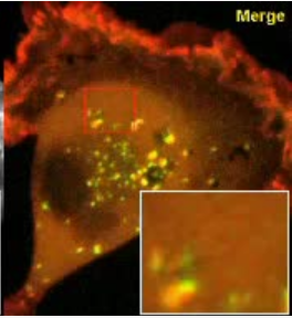 endosomes and spot neighbors