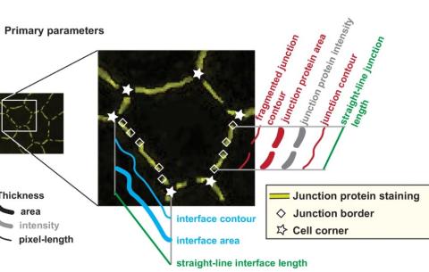 junction mapper