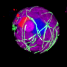 3D microtubules