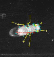 Drosophila track legs