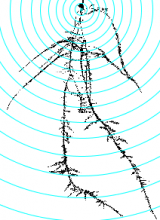 Concentric circles on the mask of a root, created by the Analyze Complex Roots Tool