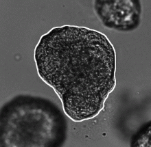 Adapted from https://cbia.fi.muni.cz/research/spatiotemporal/organoids.html