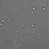 2D bright field yeast cell images