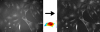 Illumination correction method