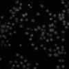 Drosophila Kc167 cells