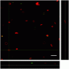 image from the paper here:https://pubs.rsc.org/en/content/articlelanding/2019/nr/c8nr09960j